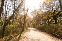 dirt road through a forest in fall 