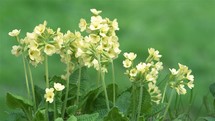 Fresh Spring Cowslip Primula veris flowers in green meadow nature
