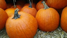A close-up of a group of eleven healthy looking orange pumpkins in a pumpkin patch surrounded by soft hay ready to be picked and brought home for fall decorations on someone's doorstep or front porch to greet neighbors and friends for fall and harvest festival or Halloween activities for family and children alike. 