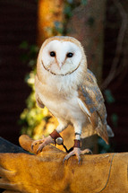 an owl 