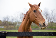 brown horse behind a fence 