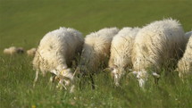 Slow motion of sheep graze green meadow in free range organic farm in sunny summer
