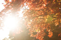 sunlight and fall leaves on a tree 