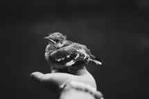 baby robin in a woman's hand 