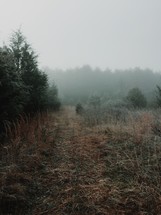 A trail through a foggy field.