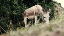 a donkey grazing 