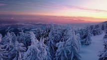 Frozen winter forest with snowy trees in cold sunrise morning nature landscape
