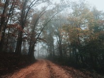 a dirt road through a fall forest 
