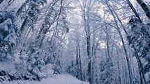 Frozen snowy trees in winter forest in cold nature landscape look up
