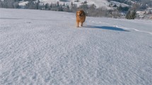 Slow motion of cute brown dog run towards camera in winter nature in sunny morning with fresh snow
