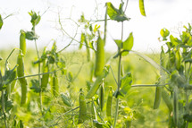 peas growing in field
