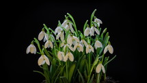 Snowdrops blooming blossom time lapse. Closeup opening flowers
