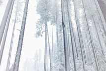 misty, frosty, foggy, snowy woods