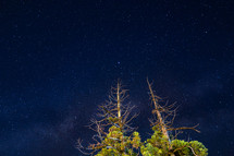 Dried trees and starry sky at night