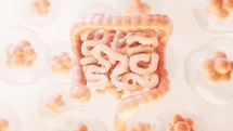 Intestinal tract with digestive health concept, 3d rendering.