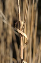 dried stalk closeup 