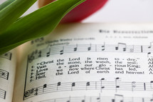 Tulip on the pages of a hymnal