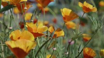 Slow motion California Poppies blowing gently in the breeze