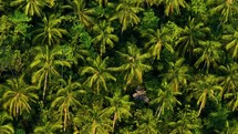 Palm trees arranged in a row in the field, aerial view from a drone. Aerial view of Palm oil plantation.