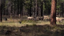 A herd of sheep grazing and wandering through the woods