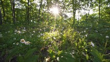 Sun light in fresh green forest nature with beautiful daisy flowers
