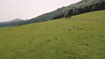 Aerial view of sheep grazing fresh green grassy pasture in spring nature meadow, free range organic farm
