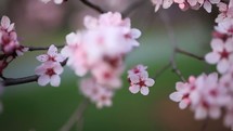 pink cherry blossoms 