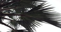 palm branches 