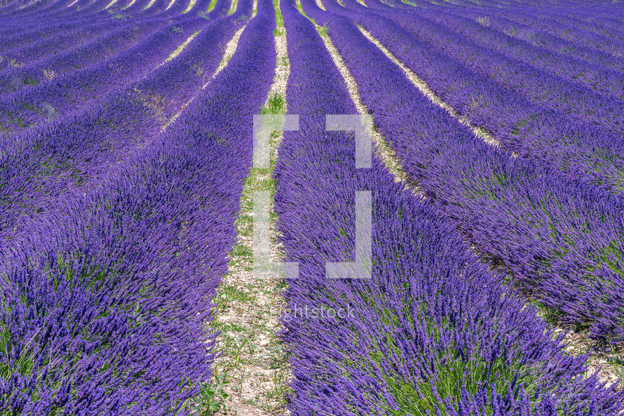 field of lavender 