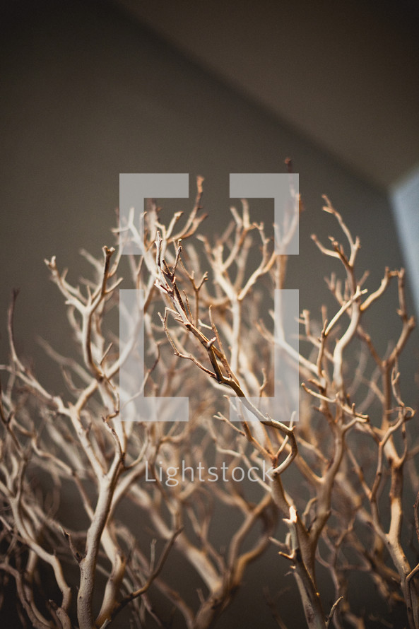 Dry tree branches