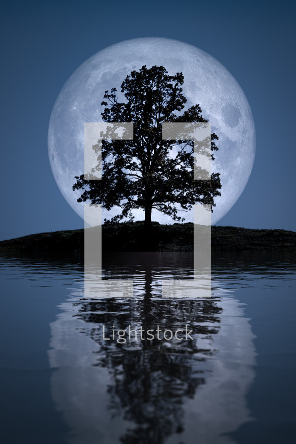 tree in front of a full moon 