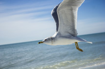 seagull in flight over the ocean 