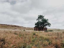 an abandoned house in tall grass 