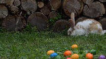rabbit and Easter eggs in grass