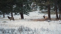 Elk walking and grazing across the snowy mountains of Colorado