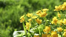 Yellow flowers marsh marigold caltha palustris moving in breeze wind in fresh green spring nature
