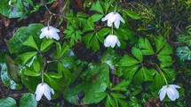 White Spring flowers Anemone nemorosa blooming fast in green nature Growing time lapse
