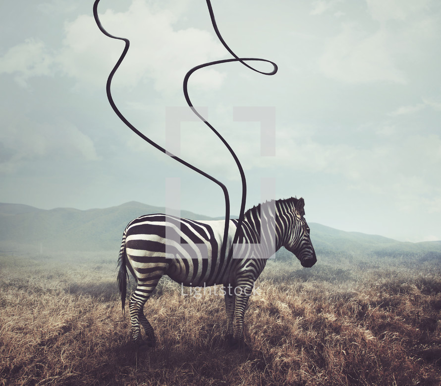 putting stripes on a zebra 