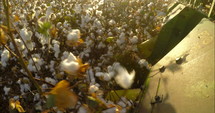 POV shot of a cotton harvesting machine plowing in a cotton field.