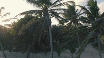 tropical palms 