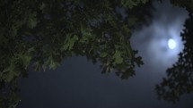 moonlight through tree branches 