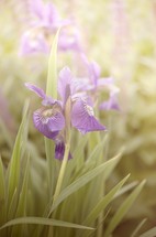 purple iris and sunlight 