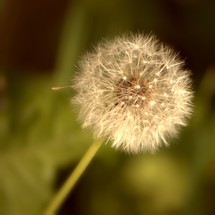 fluffy dandelion 