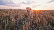 Happy Golden Retriever puppy running to camera. Active dog spending good time on walk on nature countryside background. Cute little doggy. Hunting breed. High quality 4k footage