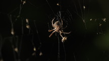 Big Spooky Frightening Garden Spider Sitting At Night On Spiderweb, Waiting For Victim In Trap. Halloween Background. High quality 4k footage