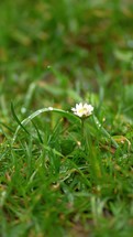 Vertical video of fresh spring rain in green meadow with white daisy flower, slow motion of rainy nature

