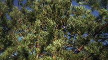 Pine conifer trees