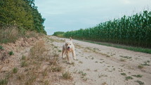 Active Funny Golden Retriever Pup Runs in slow motion outdoors on sandy road. Hunting breed dog, Summer Adventure.