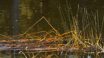 Reeds and grasses on a small pond in the forest