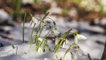 White snowdrop flower bloom and twinkle in a wind and snow melts in forest nature in early spring time lapse
